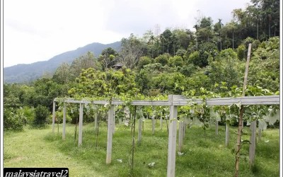 tropical fruit farm حديقة الفواكة في بينانج9