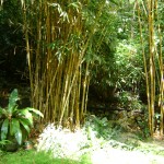 الخيزران في حديقة التوابل في جزيرة بينانج