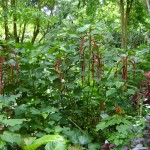 نبات ذيل القط في حديقة التوابل في جزيرة بينانج