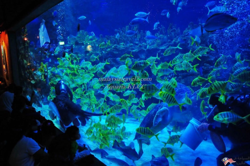 Aquaria_KLCC_fish_tank