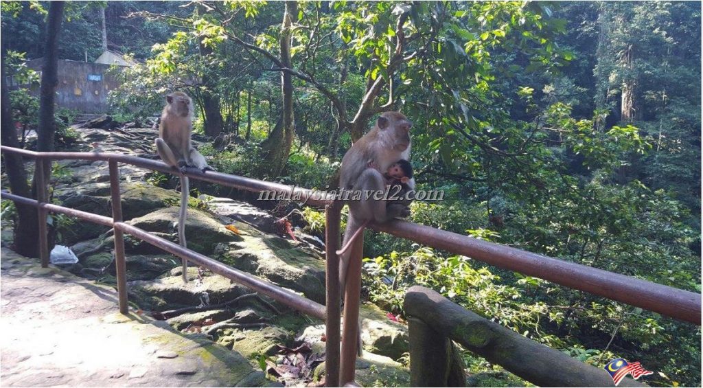 Templer Park2