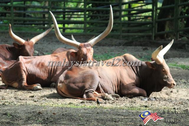 Zoo Negara1