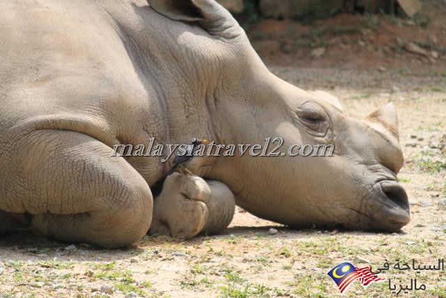 Zoo Negara8