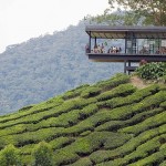 مرتفعات كاميرون هايلاند 2022 Cameron Highlands