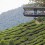 مرتفعات كاميرون هايلاند 2024 Cameron Highlands