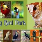 حديقة الطيور بينانج penang bird farm