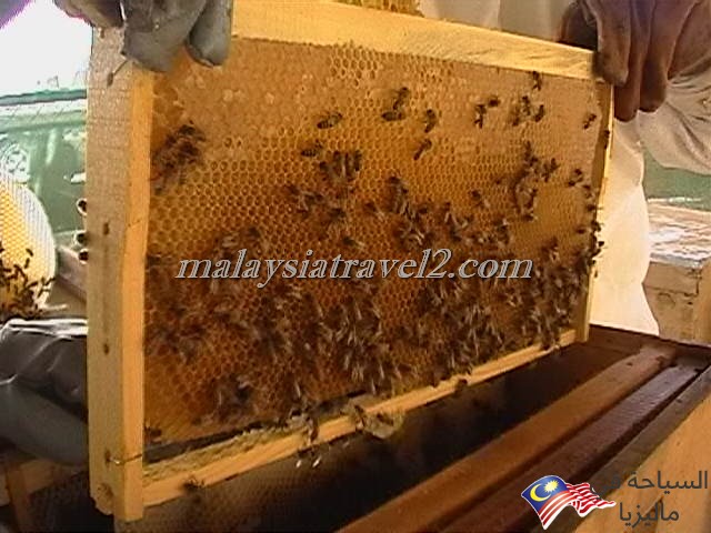 مزارع العسل14