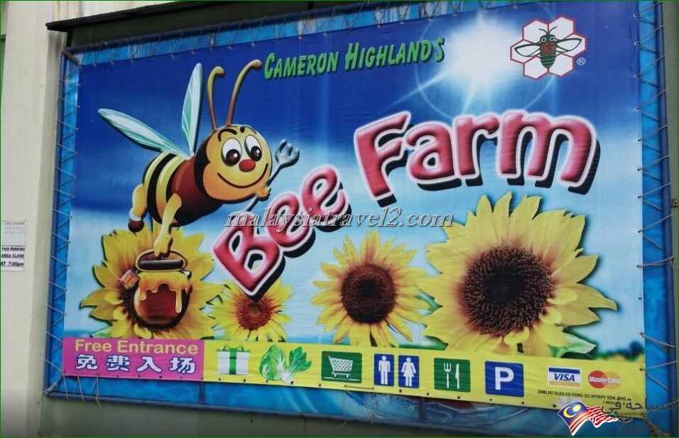 مزارع العسل4